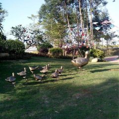 鴨子銅雕,公園動物銅雕,園林景觀銅雕