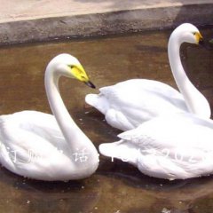 玻璃鋼白天鵝雕塑,玻璃鋼動物雕塑